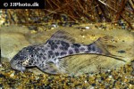 hypostomus species l346 hypostomus species l346