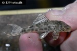 hypostomus species l346 hypostomus species l346