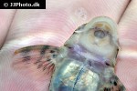hypostomus species l346 hypostomus species l346