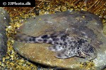 hypostomus species l346 hypostomus species l346