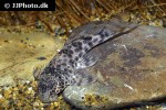hypostomus species l346 hypostomus species l346
