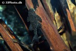 hypostomus species l346 hypostomus species l346