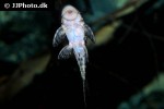 hypostomus species l346 hypostomus species l346