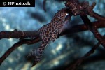 hypostomus species l346 hypostomus species l346