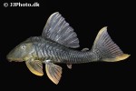 hypostomus species l360 hypostomus species l360