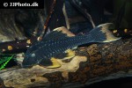 hypostomus species l360 hypostomus species l360