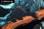 hypostomus species l360 hypostomus species l360