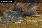 hypostomus species l360 hypostomus species l360