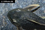 hypostomus species l360 hypostomus species l360
