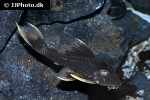 hypostomus species l360 hypostomus species l360