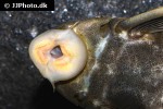 hypostomus species l360 hypostomus species l360