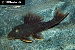 hypostomus species l360 hypostomus species l360