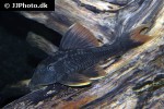 hypostomus species l360 hypostomus species l360