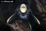 hypostomus species l360 hypostomus species l360