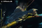 hypostomus species l360 hypostomus species l360