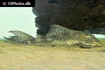 hypostomus species paraguay hypostomus species paraguay
