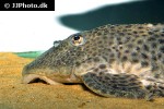 hypostomus species paraguay hypostomus species paraguay