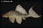 hypostomus species san felipe hypostomus species san felipe