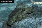 hypostomus species san felipe hypostomus species san felipe