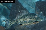 hypostomus species san felipe hypostomus species san felipe