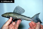 hypostomus watwata hypostomus watwata