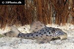 hypostomus weberi hypostomus weberi