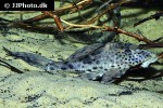 hypostomus weberi hypostomus weberi
