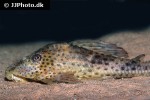 hypostomus weberi hypostomus weberi