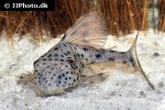 hypostomus weberi hypostomus weberi