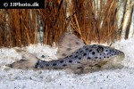 hypostomus weberi hypostomus weberi