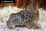 hypostomus weberi hypostomus weberi