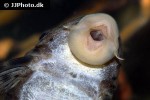 hypostomus weberi hypostomus weberi