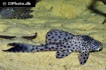 hypostomus weberi hypostomus weberi