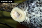 hypostomus weberi hypostomus weberi