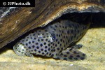 hypostomus weberi hypostomus weberi
