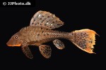 pseudorinelepis species l095 pseudorinelepis species l095