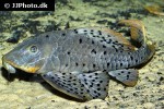 pseudorinelepis species l095 pseudorinelepis species l095