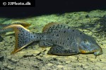 pseudorinelepis species l095 pseudorinelepis species l095