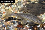 pseudorinelepis species l152 pseudorinelepis species l152