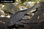 pseudorinelepis species l152 pseudorinelepis species l152