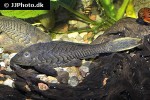 pseudorinelepis species l152 pseudorinelepis species l152