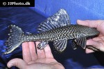 pterygoplichthys disjunctivus pterygoplichthys disjunctivus