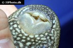 pterygoplichthys disjunctivus pterygoplichthys disjunctivus