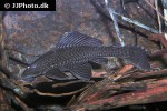 pterygoplichthys disjunctivus pterygoplichthys disjunctivus