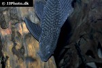 pterygoplichthys disjunctivus pterygoplichthys disjunctivus
