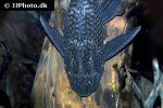 pterygoplichthys disjunctivus pterygoplichthys disjunctivus
