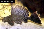 pterygoplichthys gibbiceps pterygoplichthys gibbiceps