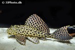 pterygoplichthys gibbiceps pterygoplichthys gibbiceps