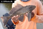 pterygoplichthys gibbiceps pterygoplichthys gibbiceps