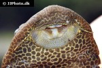 pterygoplichthys gibbiceps pterygoplichthys gibbiceps